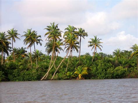 “The Powerful Palm Tree” Reveals Timeless Wisdom Hidden within the Nigerian Landscape